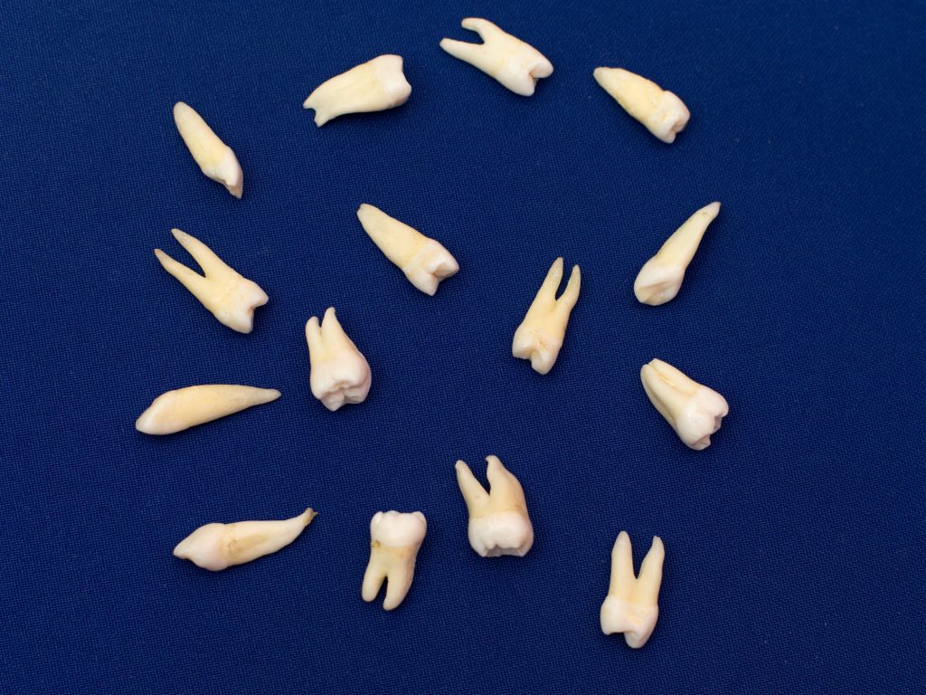 many teeth